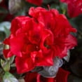 thumbnail image 3 of Hershey’s Red Azalea Plant – 3 Gallon Potted Evergreen Flowering Shrub with Deep Red Spring Blooms, 3 of 4