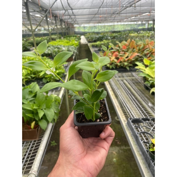 Lipstick Plant, 3" Pot, Indoor Houseplant, Easy Care, Live Plant for Indoor & Outdoor