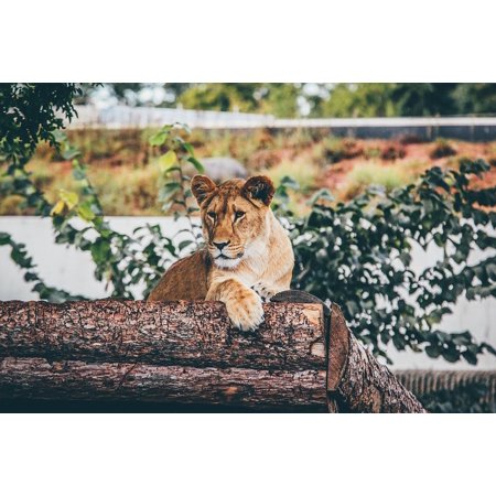 LAMINATED POSTER Animal Animal Photography Logs Lion Big Cat Poster Print 24 x