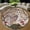 Barn Owl, variant on Round Rug, Pheasant Soft Washable Carpet, Non-Slip Floor Mat for Living Room Bedroom Home Decor 24 Inch