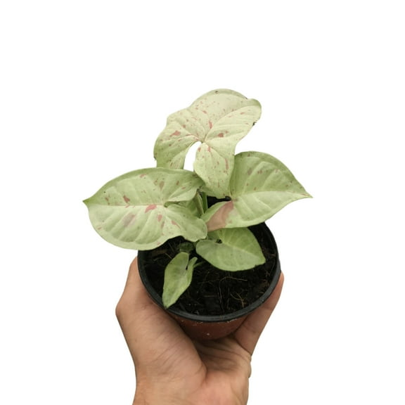 Syngonium 'Milk Confetti', 4" Pot, Indoor Houseplant, Easy Care, Live Plant for Indoor & Outdoor