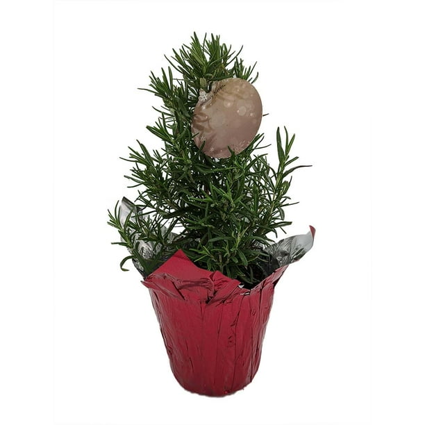 Rosemary Christmas Tree 4" pot with Gift Tag / Pot Cover Walmart