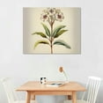 thumbnail image 2 of Orinice Plumeria Flower Plant Print - Vintage Style Floral Botanical Illustration Poster 16x12in, 2 of 6