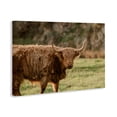 thumbnail image 2 of Stupell Industries Southwestern Scottish Highland Grazing Canvas Art, 36 x 24, by Crystal Lynn Collins, 2 of 8