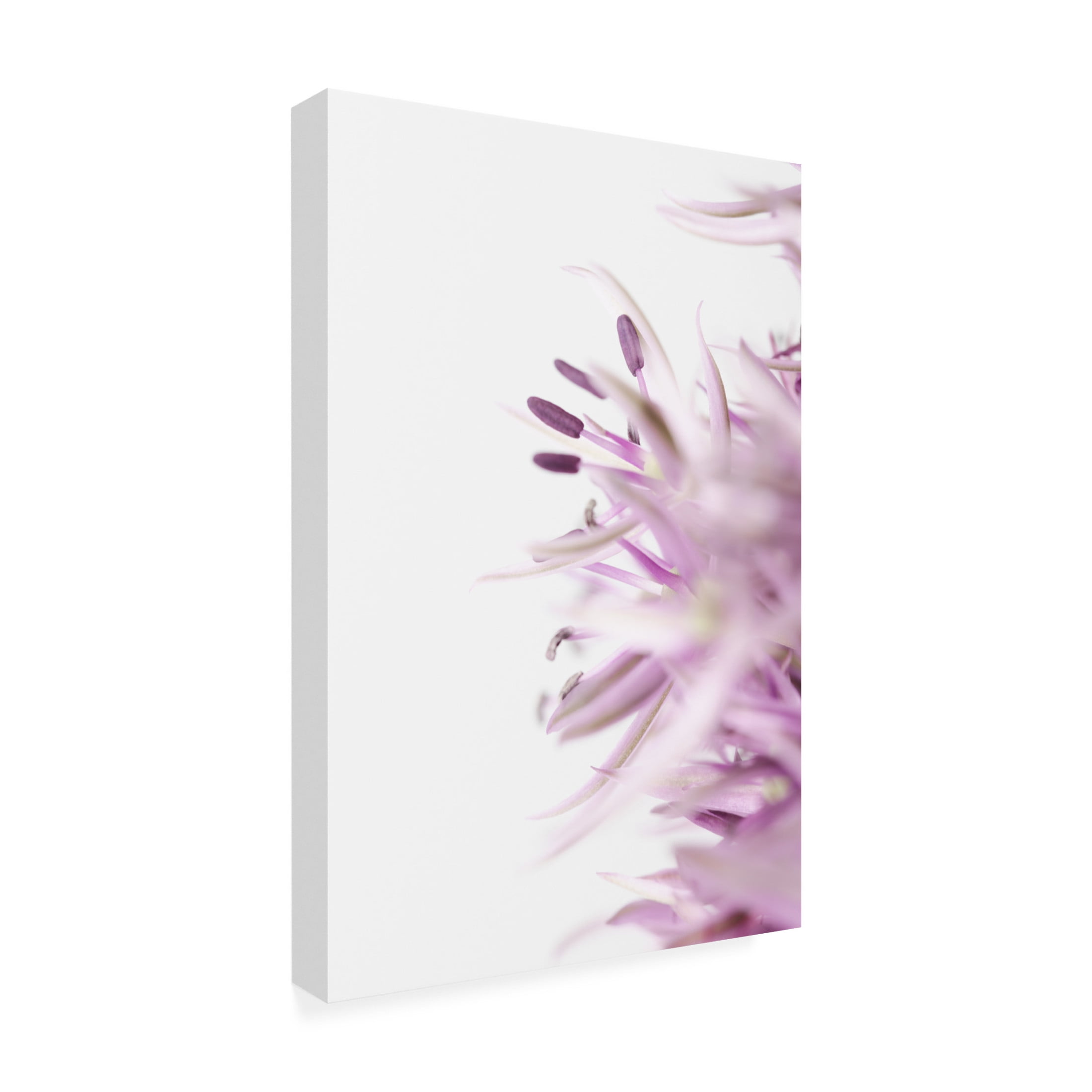 Trademark Fine Art Pictufy Studio Flower Purple Canvas Wall Art