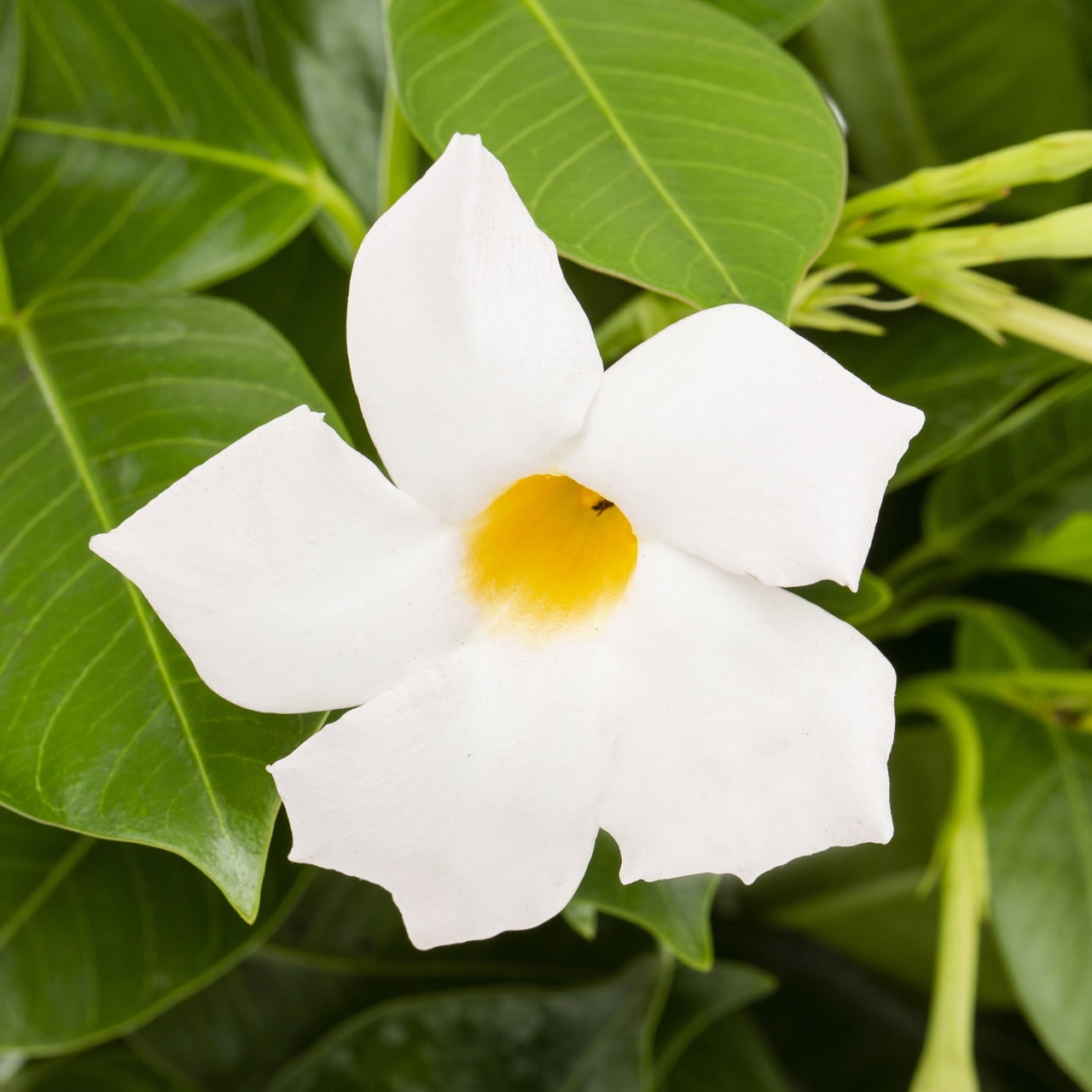Island Blooms 1.5PT White Mandevilla Live Anniual Plant Sun 5-Pack
