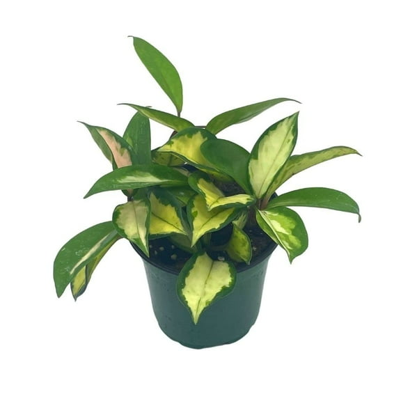 Variegated Hoya Exotica, Krimson Princess, Tricolor Crimson, Very Rare Limited Live Plant, in 4 inch Pot