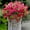 Red, variant on GRNSHTS Artificial Flowers for Outdoors Fake Plants - 8 Bundles Faux Outside Greenery Boxwood No Fade Plastic Shrubs Fall Decor Farmhouse Home Garden Christmas