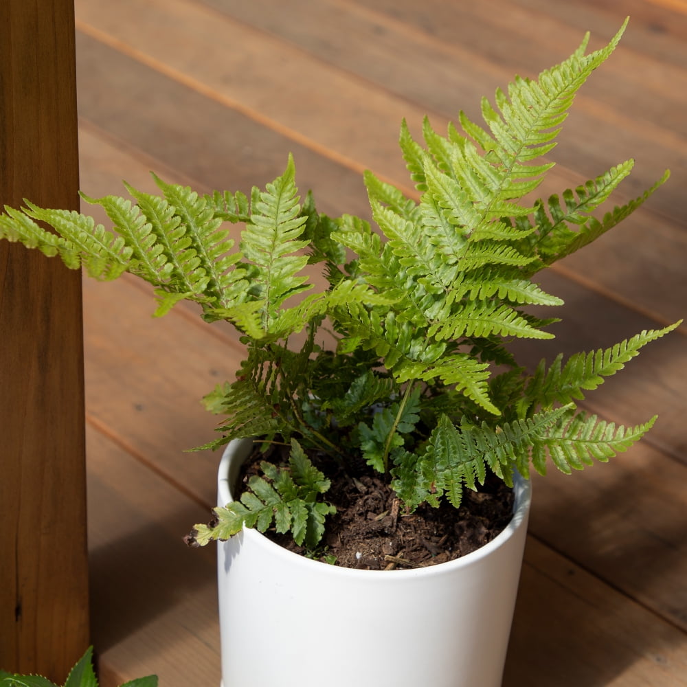 Altman Plants 1Gal Autumn Fern Live Plant with Grower Pot
