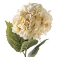 thumbnail image 3 of Ashland Cream Hydrangea Stem, 12 Pack, 3 of 5