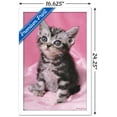 thumbnail image 3 of Keith Kimberlin - Kitten - Cute Wall Poster, 14.725" x 22.375", Framed, 3 of 3