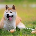 thumbnail image 2 of Juguete del perro del sonido del animal doméstico simula el sonido extraño del perro del entrenamiento del gato del huevo, 2 of 8