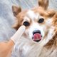 thumbnail image 2 of 10 Uds. Cepillo de dientes para mascotas para perros pequeños, funda para el dedo, cepillo de dientes, 2 of 6