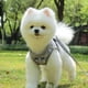 thumbnail image 2 of 1 collar de correa para mascotas., 2 of 3
