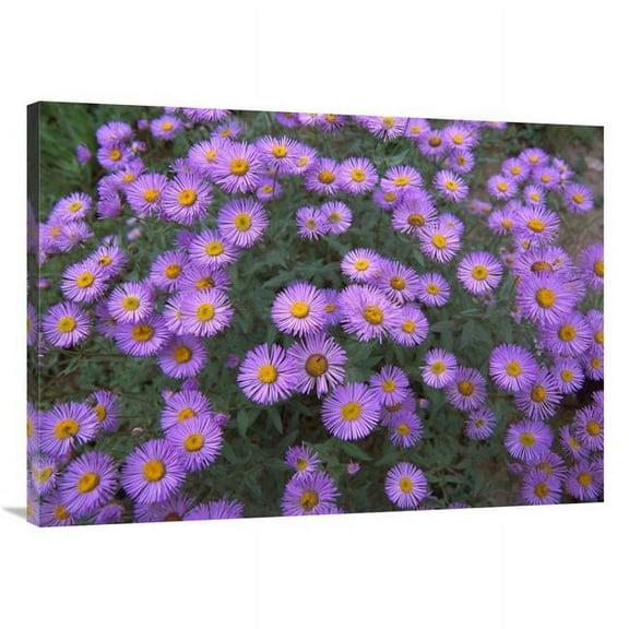 30 x 40 in. Smooth Aster Plant in Full Summer Bloom, Colorado Art Print - Tim Fitzharris