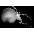 thumbnail image 2 of Erin Berzel 4x24 White Modern Wood Framed Wall Art Titled - Jellyfish Glow IX, 2 of 5