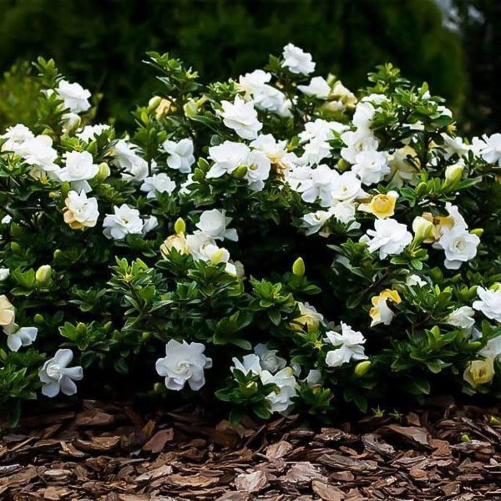 Gardenia Radicans Dwarf  3 Live Plants  Fragrant Blooming Shrub  Gardenia Jasminoides Cape Jasmine