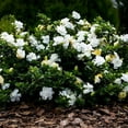 thumbnail image 3 of Gardenia Radicans Dwarf  10 Live Plants  Fragrant Blooming Shrub  Gardenia Jasminoides Cape Jasmine, 3 of 9