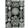thumbnail image 1 of ARTCANVAS Diatomea Black White Canvas Art Print by Ernst Haeckel - Size: 12" x 8" (0.75" Deep), 1 of 9