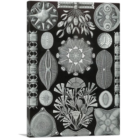 ARTCANVAS Diatomea Black White Canvas Art Print by Ernst Haeckel - Size: 12" x 8" (0.75" Deep)