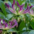 thumbnail image 1 of GSDWIUEW Bulbes de Rothschildiana Gloriosa (Lys de Feu/lys en Flammes) - Fleur de Vigne Grimpante Exotique 8 Pcs / 20 Pcs Floraisons Rouges et Jaunes Vibrantes pour Jardin et Contenants (Violet,8), 1 of 5