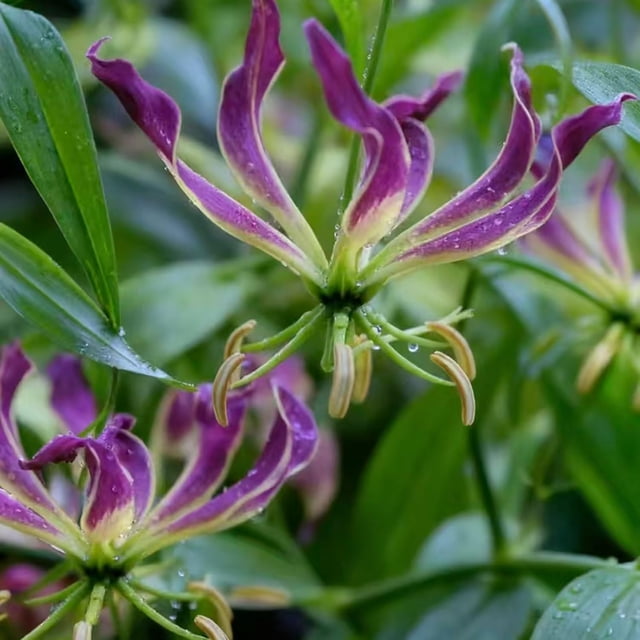 GSDWIUEW Bulbes de Rothschildiana Gloriosa (Lys de Feu/lys en Flammes) - Fleur de Vigne Grimpante Exotique 8 Pcs / 20 Pcs Floraisons Rouges et Jaunes Vibrantes pour Jardin et Contenants (Violet,8)