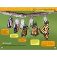 thumbnail image 3 of Butterflies, 3 of 3