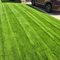 Set 12000 Emerald Zoysia Grass Seeds for Lawn, Zoysia Grass Seeds for Planting