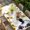 white, variant on Cow Sunflowers Table Cloths for 8 Foot Rectangle Tables, Farmhouse Animals Plants Wooden Grain Patio Waterproof Elastic Fitted Tablecloths, Washable Rectangular Table Cover for Camping