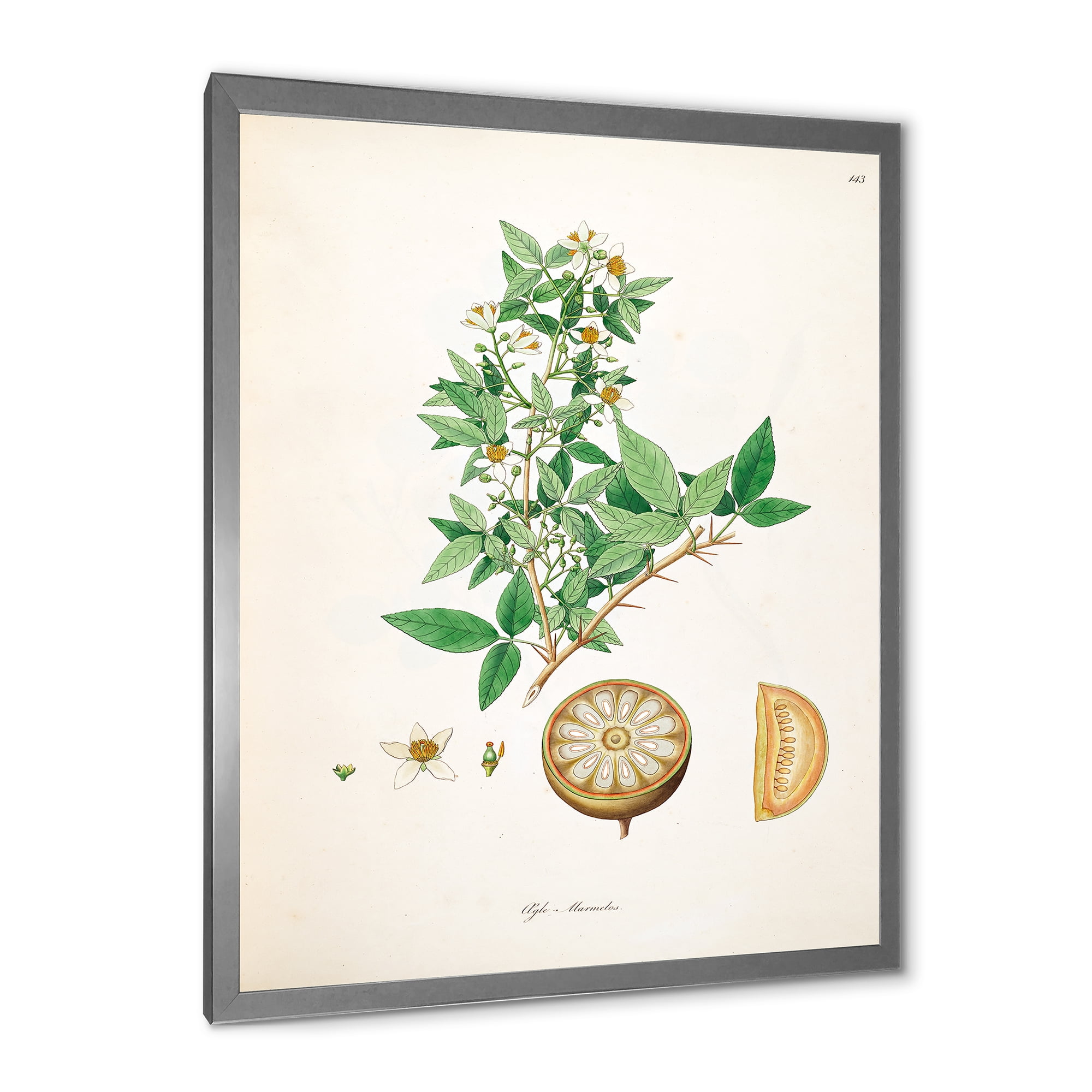 Designart 'Ancient Plant Life X' Farmhouse Framed Art Print