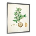 thumbnail image 2 of Designart 'Ancient Plant Life X' Farmhouse Framed Art Print, 2 of 4