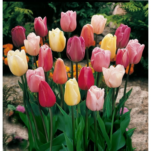 Mixed Triumph Tulips - Assorted Colors of Tulip Bulbs - Ships from Iowa (10 Bulbs)