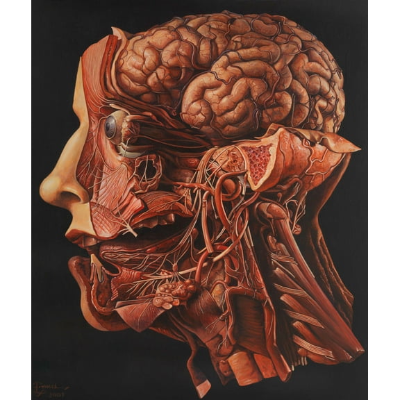 Dissected human head Photographic Print Poster (28"x24") Anatomy of Human Body