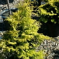 thumbnail image 3 of Direct Gardening 1 Gal. Pot, Hinoki Gold Fernspray Cypress Potted Evergreen Shrub, 3 of 6