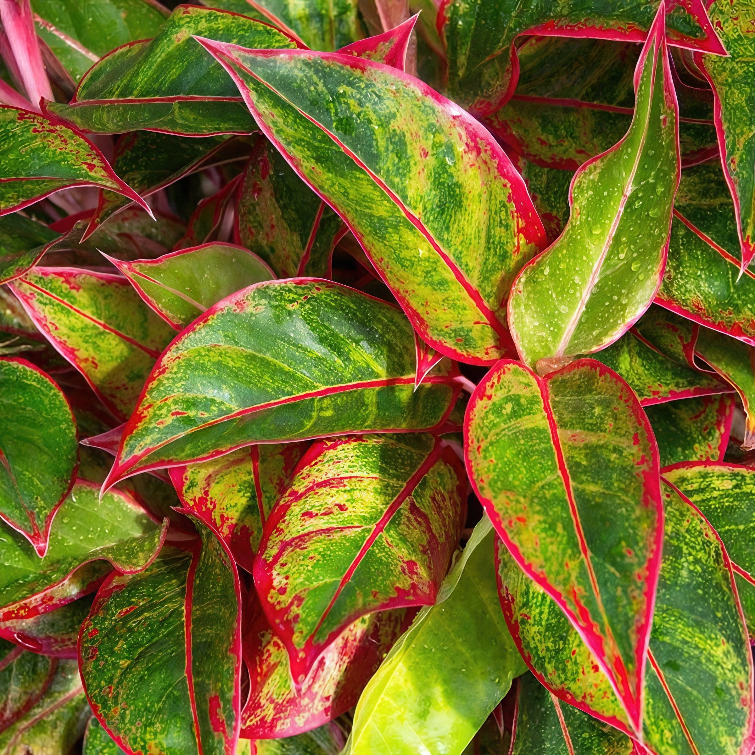 6 in. Aglaonema Aurora Siam Red Plant in Grower Container
