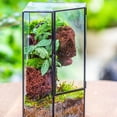 thumbnail image 5 of NCYP Front Opening Glass Terrarium with Door for Succulents, Small Plants - Closed Geometric Container Planter, Indoor Tabletop Wall Corner Landscape Decor, Black, 5" x 5" x 9.8" (Terrarium Only), 5 of 8