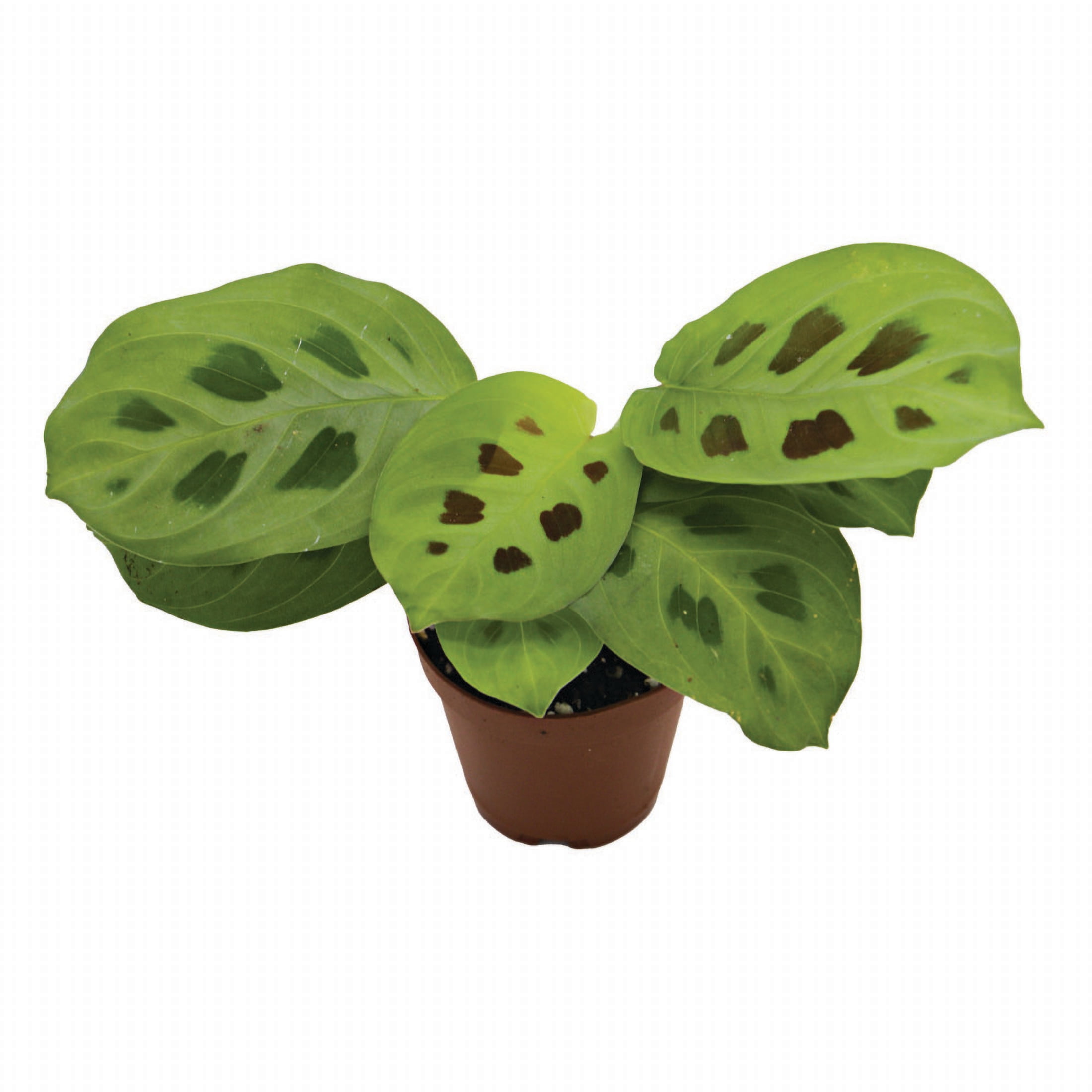 ReptiCulture Maranta Tropical 2" Pot 3 pk