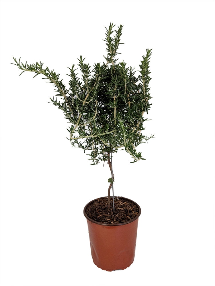 Live Rosemary Tree Topiary 6 1/2" Pot
