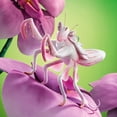 thumbnail image 4 of Títere de mano Folkmanis Mantis Orquídea 46 x 13 x 33 cm, 4 of 5