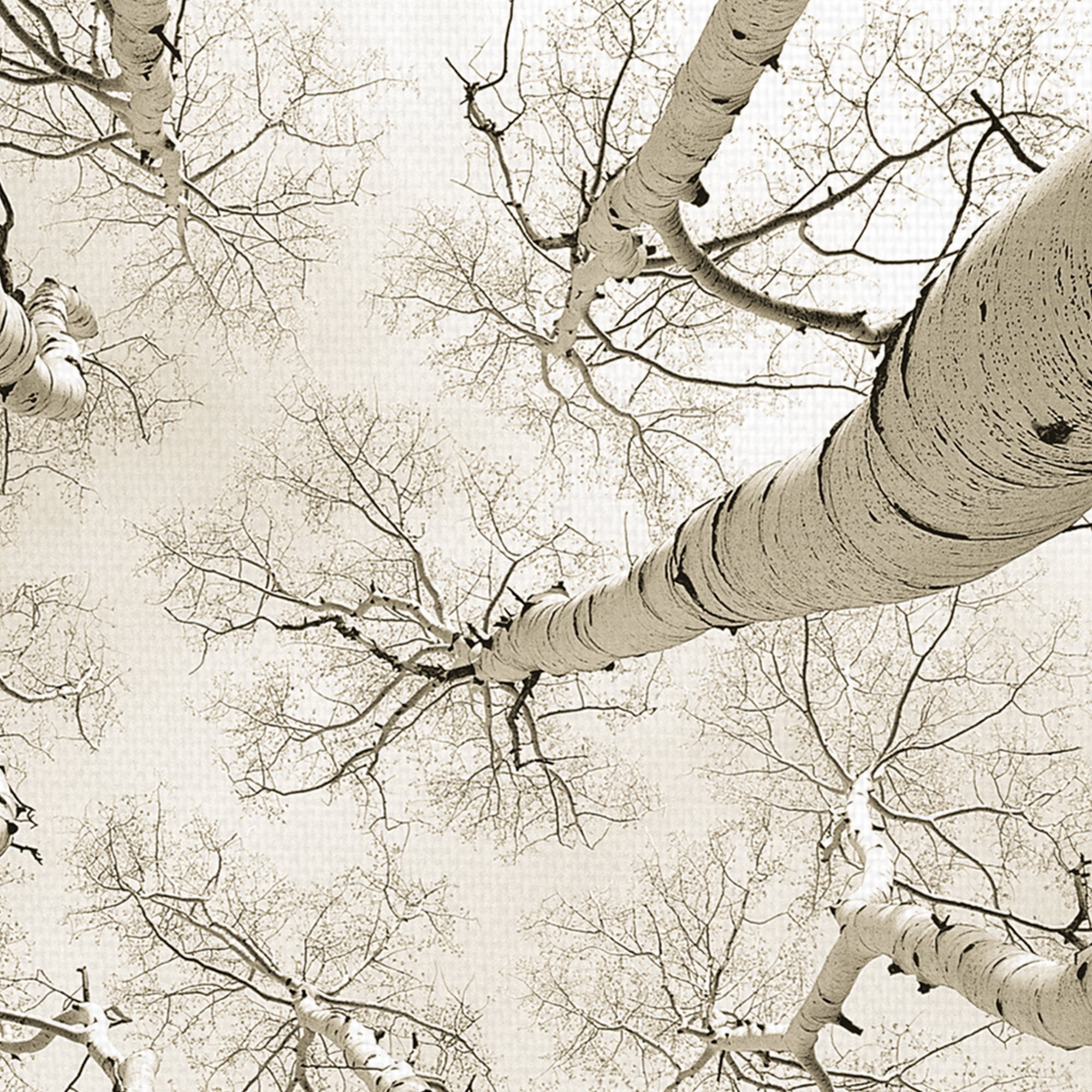 Silver Birch by Adam Brock Birch Trees Photo Canvas Art
