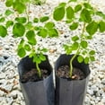 thumbnail image 4 of Moringa Tree Live Plant,  4-Inch Nursery Pot, Fast-Growing, Easy to Grow, 10-12" Tall, 4 of 6