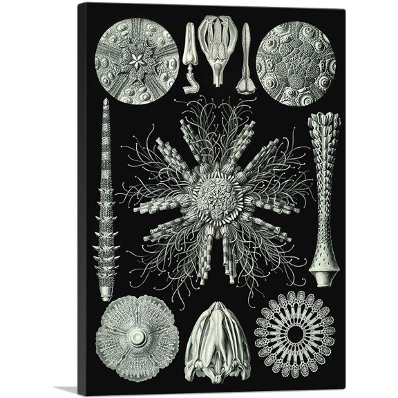 ARTCANVAS Echinoidea Canvas Art Print by Ernst Haeckel - Size: 18" x 12" (1.50" Deep)