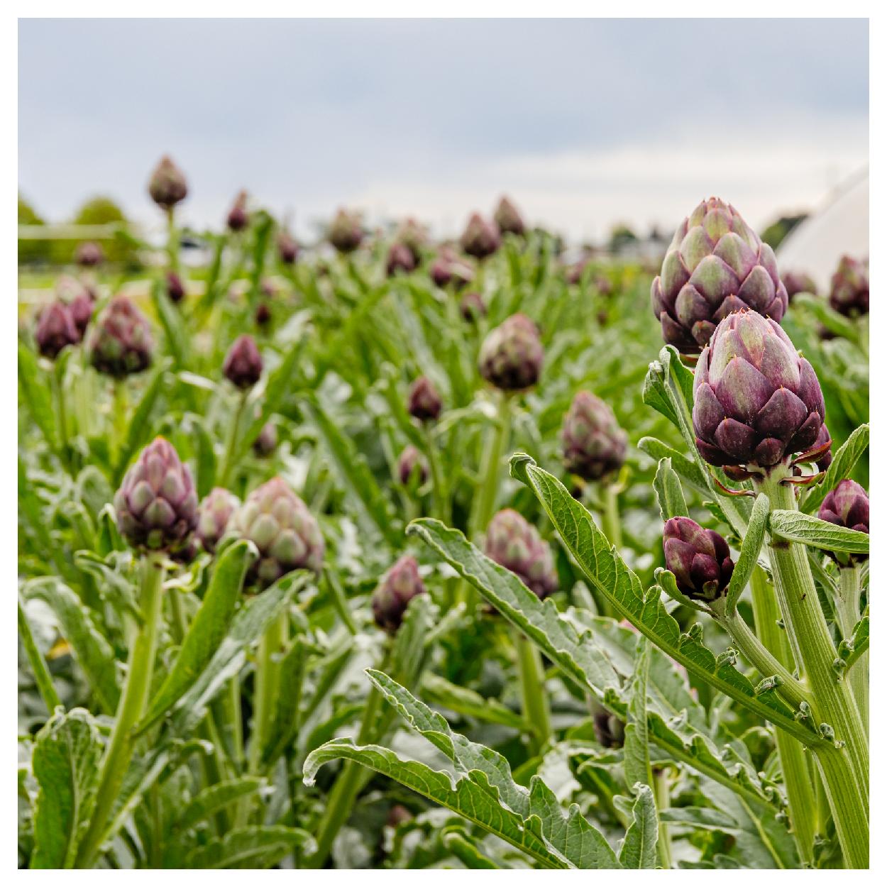 Everwilde Farms - 1 lb Purple Romagna Artichoke Seeds - Gold Vault Bulk Seed Packet