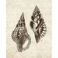 thumbnail image 3 of Harbick, N 12x14 Black Modern Framed Museum Art Print Titled - Elegant Shells I - mini, 3 of 5