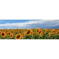 thumbnail image 3 of Fulvio, Ferrua 24x11 Black Modern Framed Museum Art Print Titled - Girasoli in Val DOrcia, 3 of 5