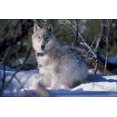 thumbnail image 1 of 24"x36" Gallery Poster, wolf in Yellowstone National Park fitted with a radio collar, 1 of 1