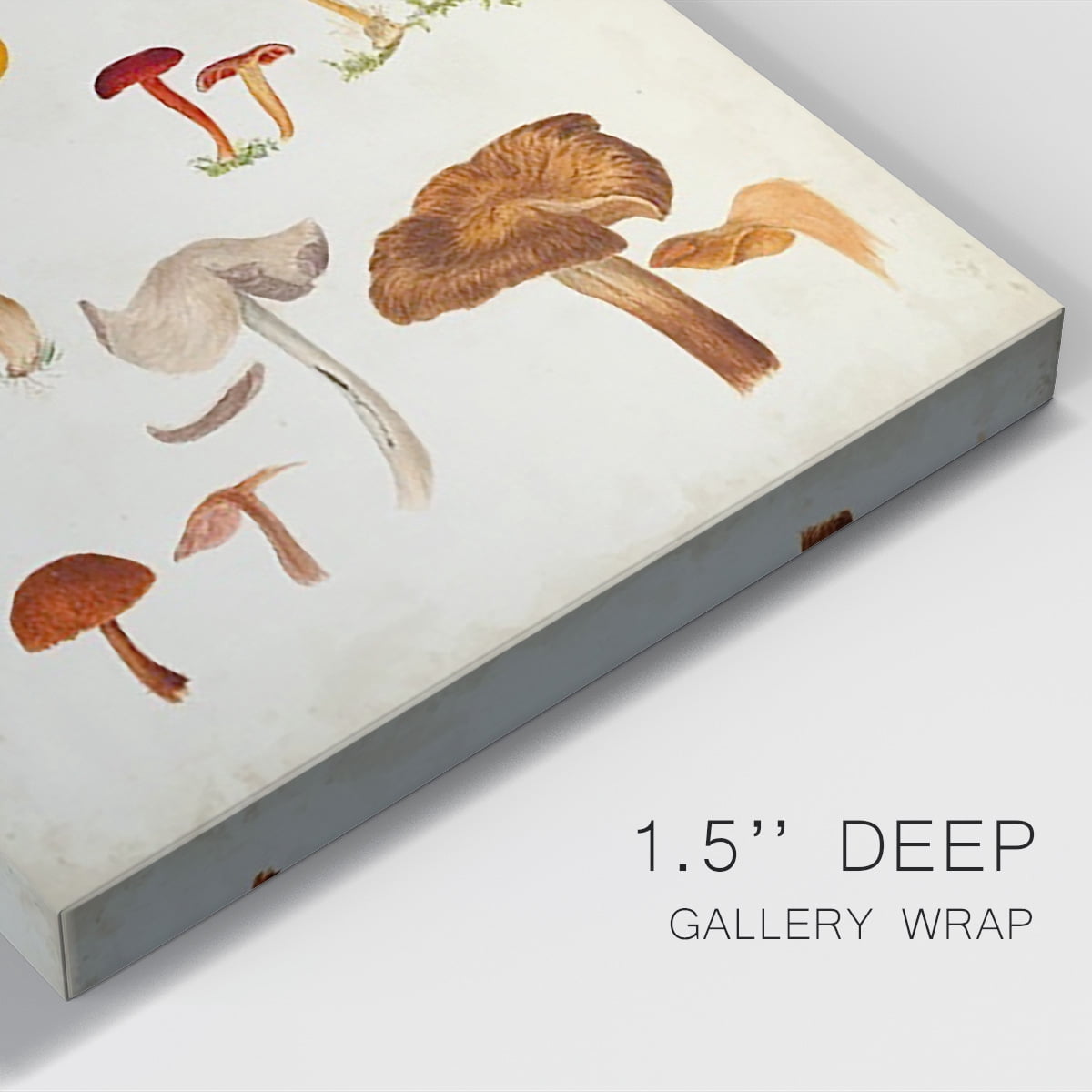 Mushroom Species XII Premium Gallery Wrapped Canvas - Ready to Hang