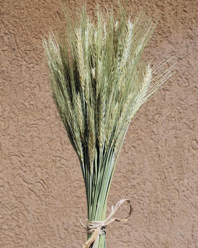 Decorative Wheat Bundles dried Green Bearded Wheat Bundle 8 oz. Approx