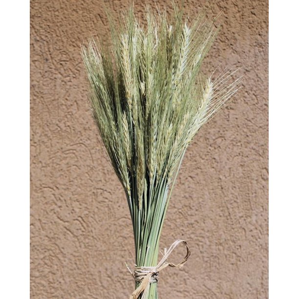Decorative Wheat Bundles dried Green Bearded Wheat Bundle 8 oz. Approx
