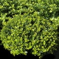 thumbnail image 6 of 1 gal. Ilex Helleri Live Shrub Condition with Full Sunlight, 6 of 7